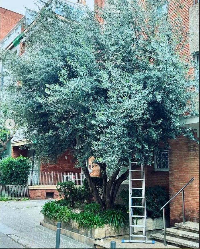 Olivo - Antes